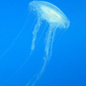 Pier 4 Pavilion: Jellies Invasion Exhibit