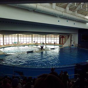 Pier 4 Pavilion: Dolphin Pool