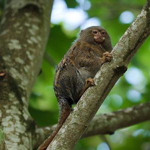Eastern Pygmy Marmoset - 17/09/2010