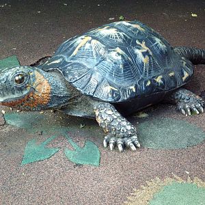 Maryland Wilderness - Turtle Statue