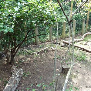 Maryland Wilderness - Black Vulture Exhibit