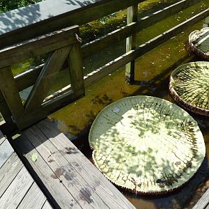 Maryland Wilderness - Lilypad Bridge