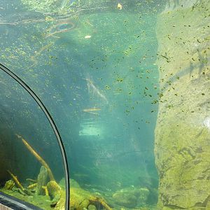 Maryland Wilderness - River Otter Exhibit Tunnel
