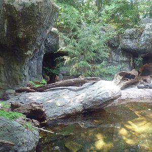 Maryland Wilderness - Red Fox/Alligator Snapping Turtle Exhibit