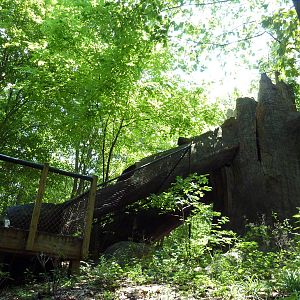 Maryland Wilderness - Giant Tree Slide