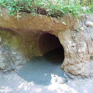 Maryland Wilderness - Eastern Box Turtle Exhibit (Pop Up Bubble)