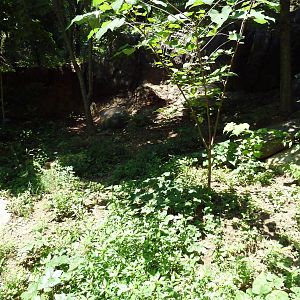 Maryland Wilderness - Eastern Box Turtle Exhibit