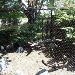 Polar Bear Watch - Snowy Owl Exhibit