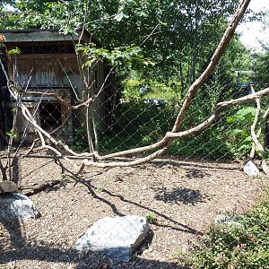 Polar Bear Watch - Raven Aviary