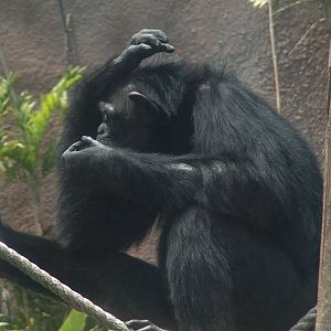 chimpanzee san juan aragon zoo