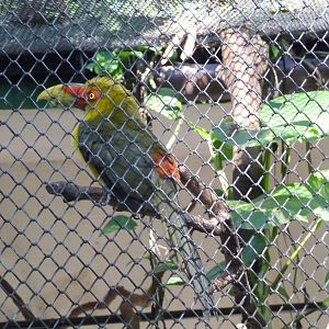 aracari banana rio zoo