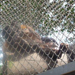 bearded saki monkey riozoo