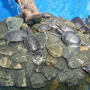 turtle pond riozoo