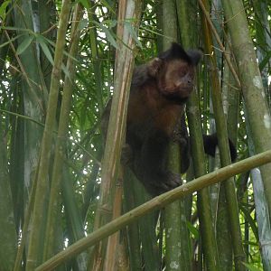 capuchin monkey jardin botanico rio de janiero