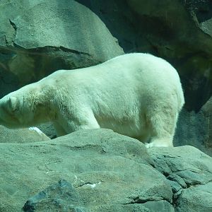 Polar Bear