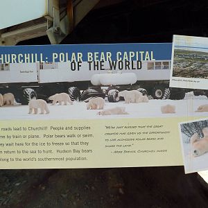 Polar Bear Watch - Signage