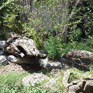Polar Bear Watch- Arctic Fox Exhibit