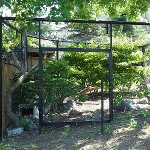 Polar Bear Watch - Snowy Owl Exhibit