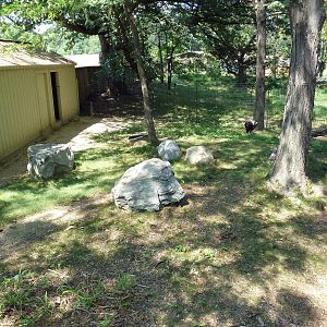 African Journey - Lappet-Faced Vulture/Demoiselle Crane Exhibit