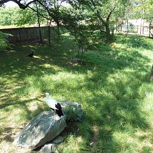 African Journey - Sitatunga/West African Black Crowned Crane/White Stork/Gr