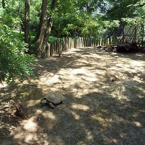 African Journey - Spur-Thighed Tortoise Exhibit