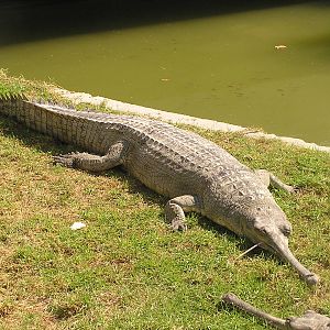 Gharial/ Gavialis gangeticus