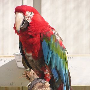 Green-winged macaw/ Ara chloroptera
