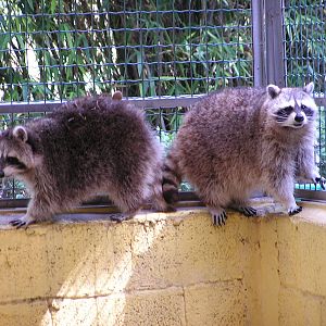 Raccoon/ Procyon lotor