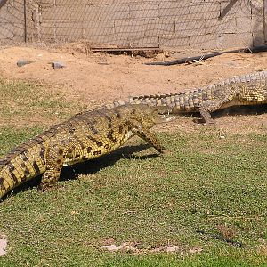 Nile crocodile/ Crocodylus niloticus