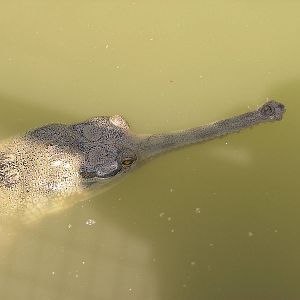 Gharial/ Gavialis gangeticus