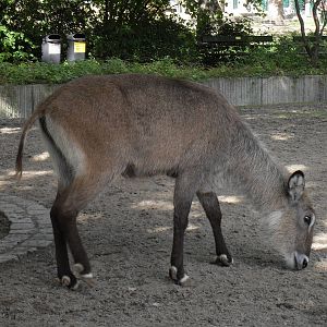 defassa waterbuck 030910