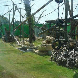 Orangutan and gibbons mixed exhibit