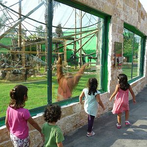 Orangutan and gibbons mixed exhibit