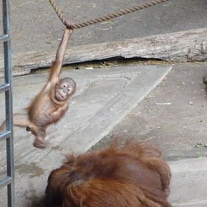 Toronto Zoo - Orangutans