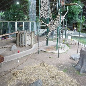 Toronto Zoo - Orangutan Exhibit