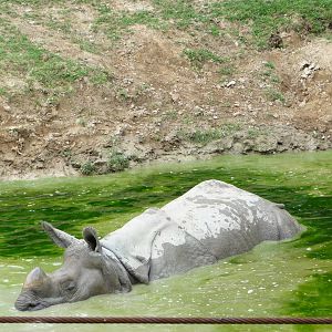 Toronto Zoo - Indian Rhino