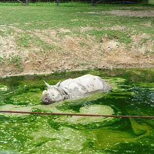 Toronto Zoo - Indian Rhino