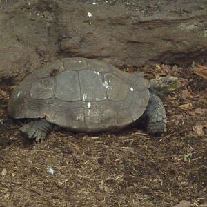 Central Park Zoo - Rainforest Building