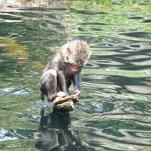 Central Park Zoo - Japanese Macaque