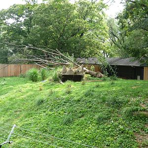 National Zoo - Cheetah Exhibit
