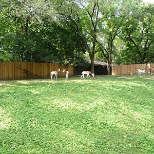 National Zoo - Gazelles
