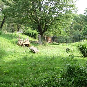 National Zoo - Cheetah Exhibit