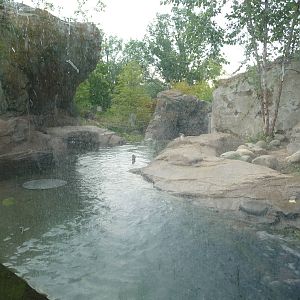 National Zoo - Asian Small-Clawed Otter Pool