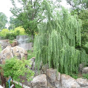 National Zoo - Giant Panda Habitat