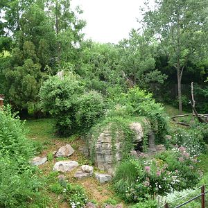 National Zoo - Giant Panda