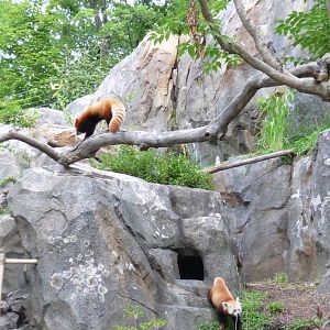 National Zoo - Red Pandas