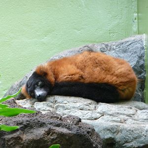 National Zoo - Red Ruffed Lemur