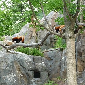 National Zoo - Red Pandas