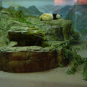 National Zoo - Giant Panda Indoor Room