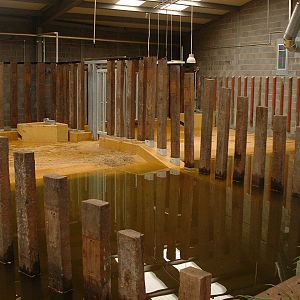 Interior Rhinos of Nepal 2008